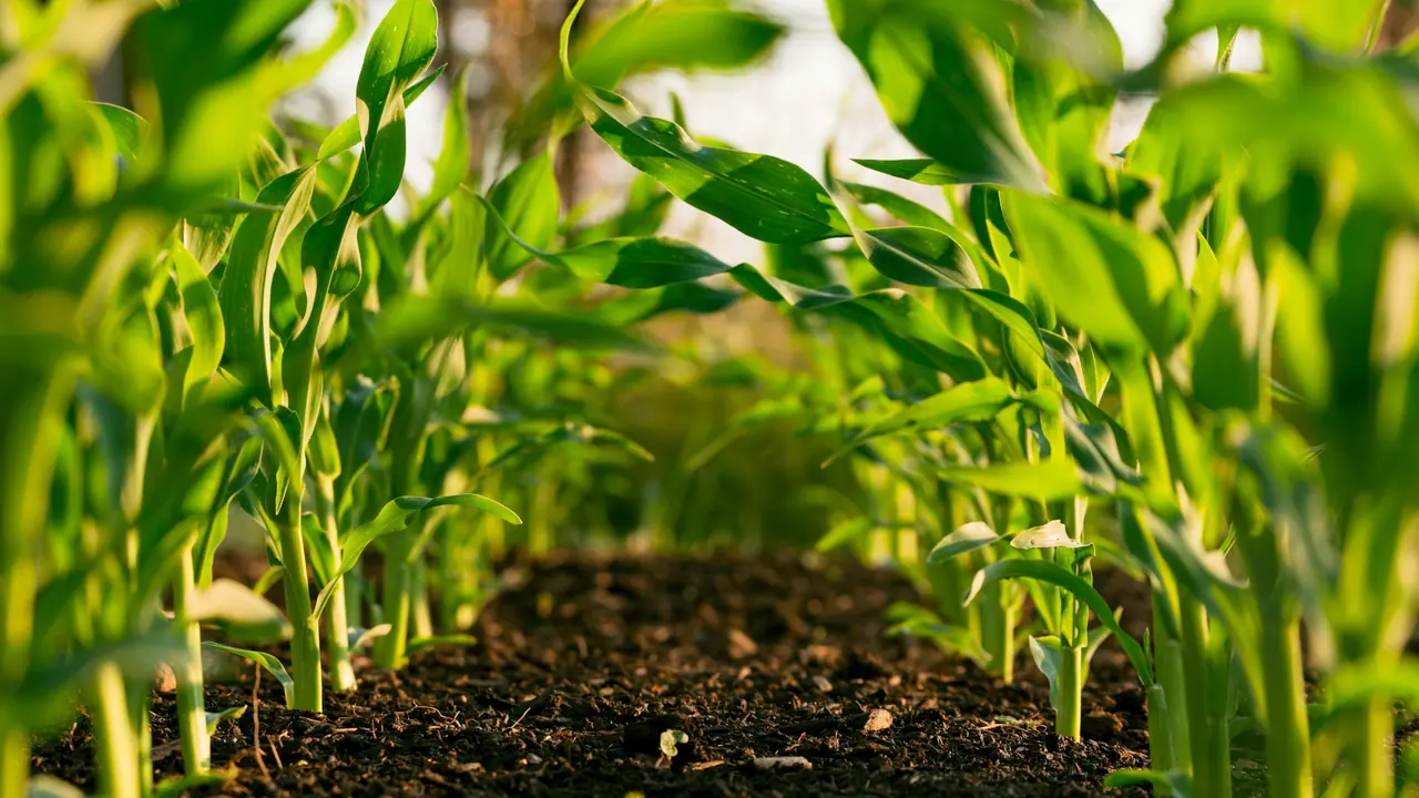 Plantação de milho em área agrícola