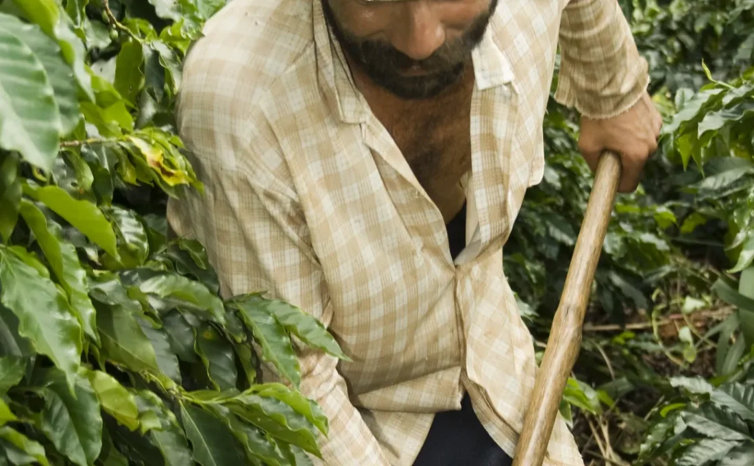 Trabalhador rural em uma lavoura de café no Brasil