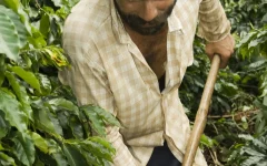 Trabalhador rural em uma lavoura de café no Brasil