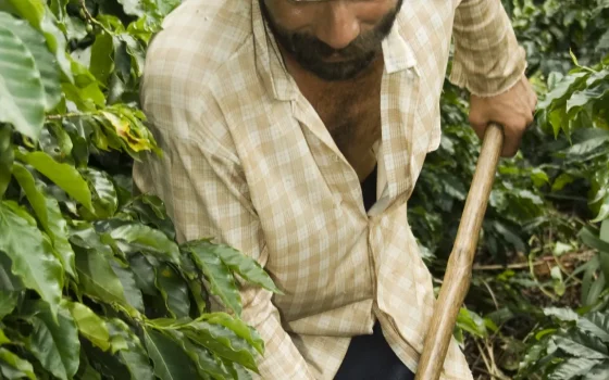 Trabalhador rural em uma lavoura de café no Brasil